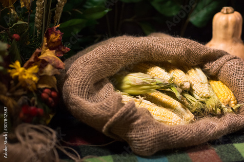 The rustic background after harvest. A corncob in a canvas bag and a pumpkin in the back