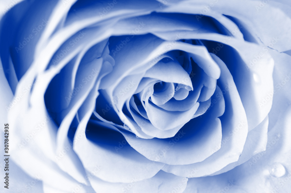 Obraz premium Beautiful tender pastel shade roses. Shallow depth of field.