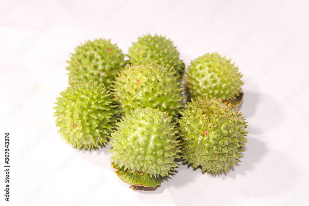 A green natural multi thorn with different view A green natural multi thorn with different view