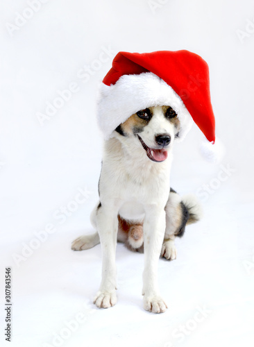 dog with christmas santa hat ornament © MonicaPriscilla