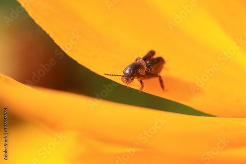 pygmy sand cricket in the wild photo