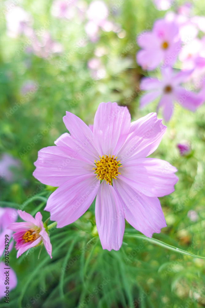 beautiful pink cosmos flower in garden