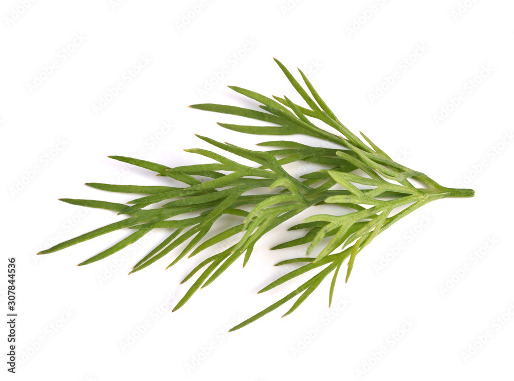 Fototapeta premium small sprigs of fresh dill. (macro focus stacking)