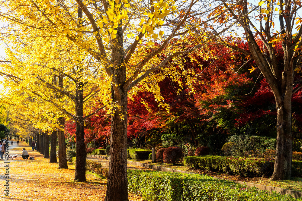 Naklejka premium 人と犬が銀杏並木の下を散歩する風景／Ginkgo and maple trees