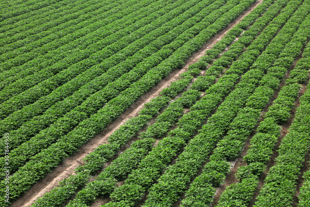 Peanut Plants in the Farmland Peanut Plants in the Farmland
