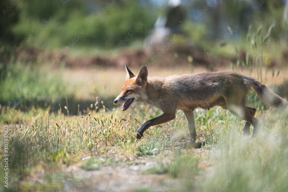 Fox running wild