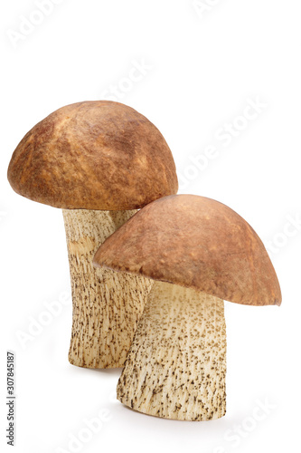 Birch Bolete isolated on white, with clipping path