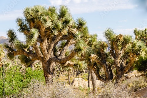 Yoshua Tree Nationalpark photo