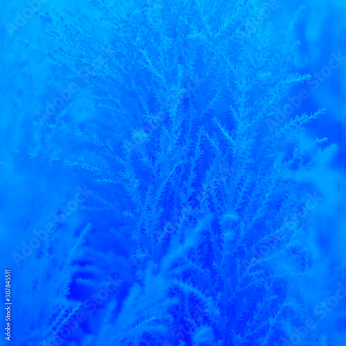 The natural texture of the plant is toned in blue.