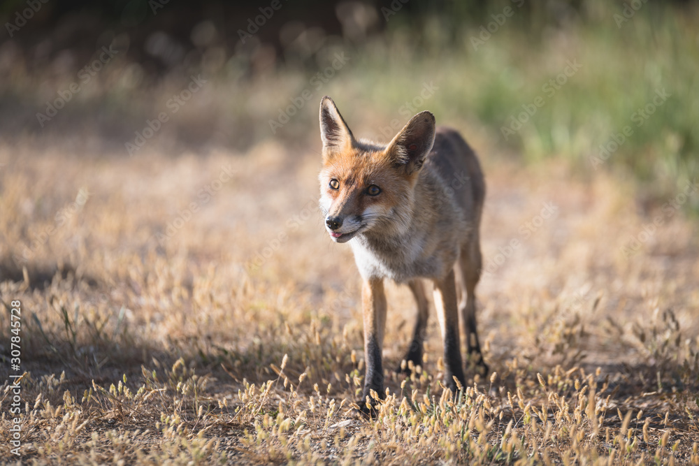 Fototapeta premium Fox in Greece