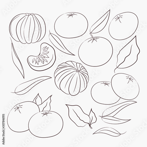  sketch vector. coloring. organic food. set of tangerines. diet products. vegetarianism and raw food diet