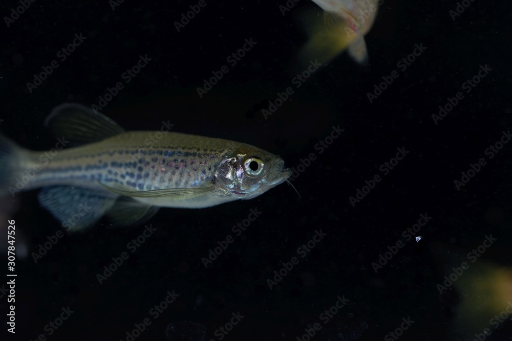 Leopard danio, Danio rerio var frankei Leopard danio, Danio rerio var frankei