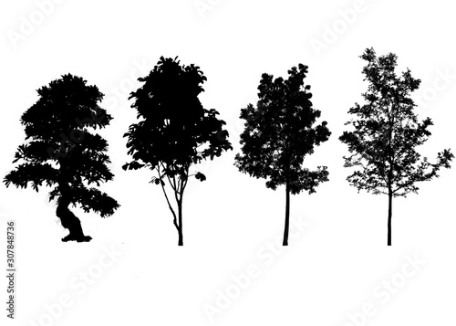 tree  silhouette, forest, Isolated tree on white background