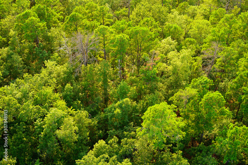 Aerial view over bright green treetops in summer. Forest in Hot Springs National Park, Garland County, Arkansas, USA.