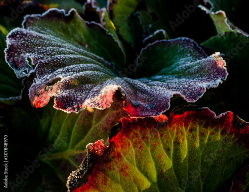 Photos Frosted bergenia