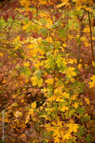 Wallpaper Mural Foglie in autunno Torontodigital.ca