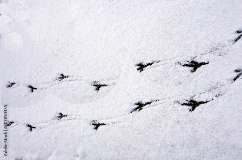 traces of some birds