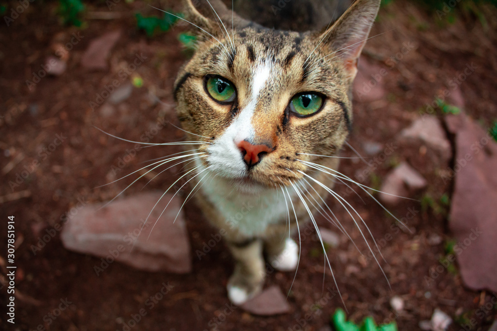 cat with green eyes looks with interest into a wide-angle lens cat with green eyes looks with interest into a wide-angle lens