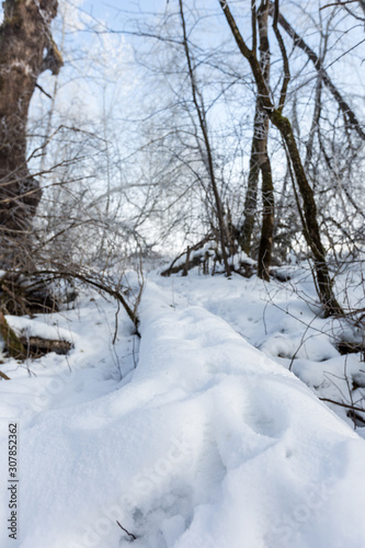 Spuren im Schnee © Michael Cohn