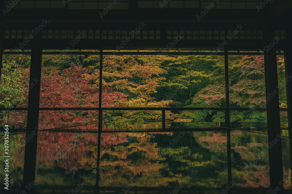 Naklejka premium 京都 お寺 寺 紅葉 光明寺 寺社仏閣 写真素材 