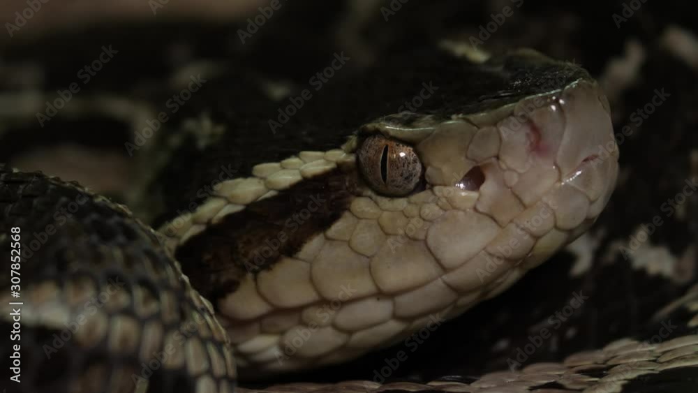Fer De Lance Viper Snake Fer De Lance Viper Snake