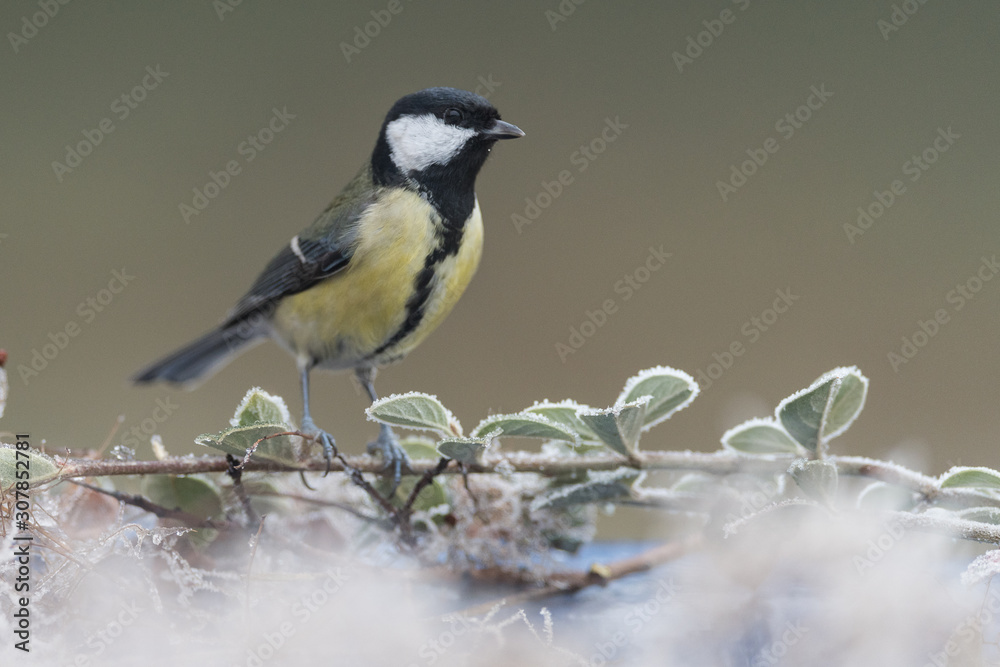 Fototapeta premium mésange noir