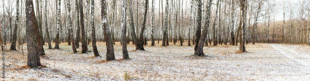 Panorama of a birch grove in winter. slender white trees Panorama of a birch grove in winter. slender white trees