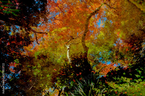 京都 お寺 寺 紅葉 光明寺 寺社仏閣 写真素材 