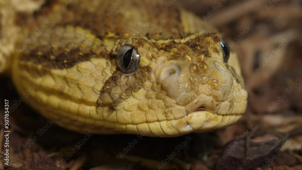 Tanzanian Puff Adder Snake Tanzanian Puff Adder Snake