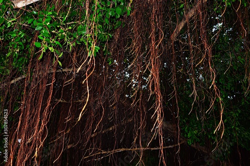 roots of a tree