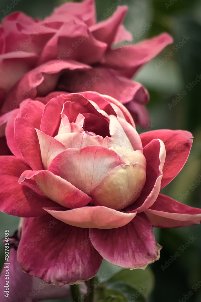 The Rose. Flower. The enormous variety of rose varieties currently existing is formed by crossing and breeding several varieties of wild rose hips. The Rose. Flower. The enormous variety of rose varieties currently existing is formed by crossing and breeding several varieties of wild rose hips.