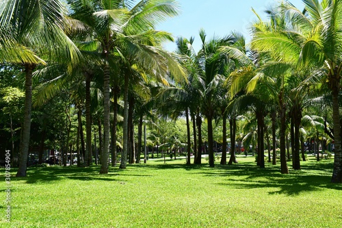 palm trees in park