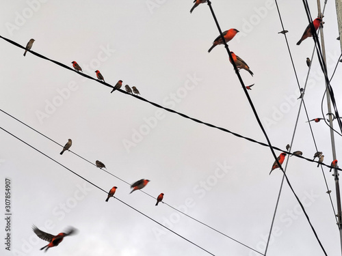 red birds on electric power lines