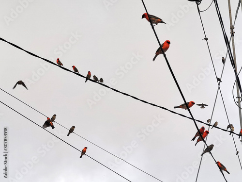 red birds on electric power lines