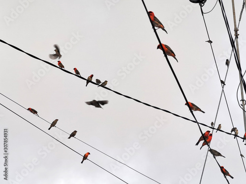 red birds on electric power lines