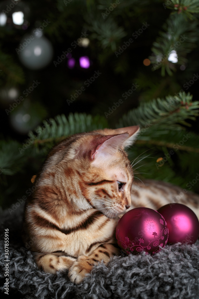 Young Bengal Cat Studio Portrait Young Bengal Cat Studio Portrait
