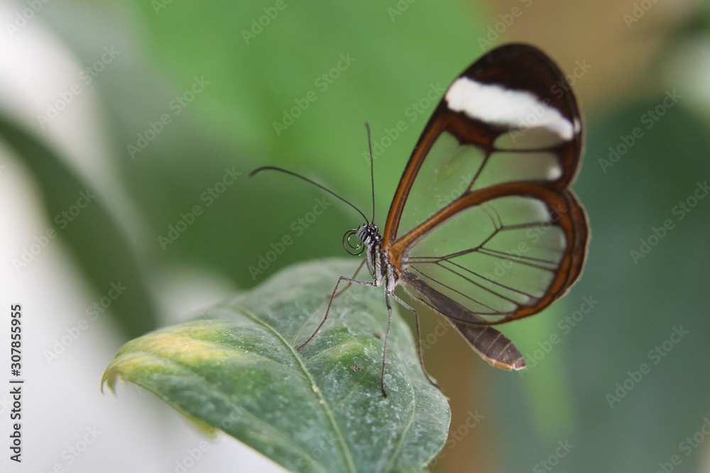 Obraz premium butterfly on leaf
