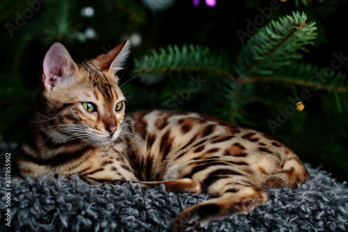 Young Bengal Cat Studio Portrait photo