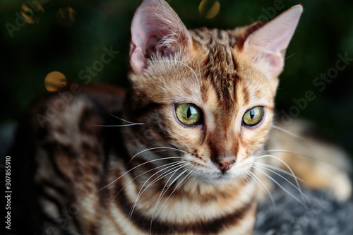 Young Bengal Cat Studio Portrait photo