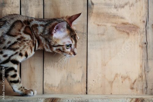 Young Bengal Cat Studio Portrait photo