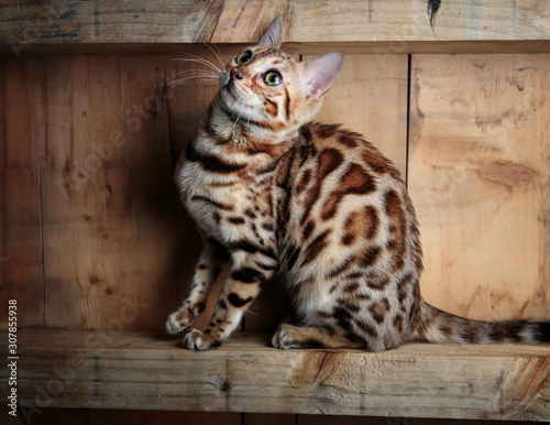 Young Bengal Cat Studio Portrait photo