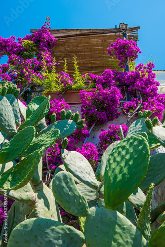 Mediterranean Colors - Bougainvillea and cactus photo