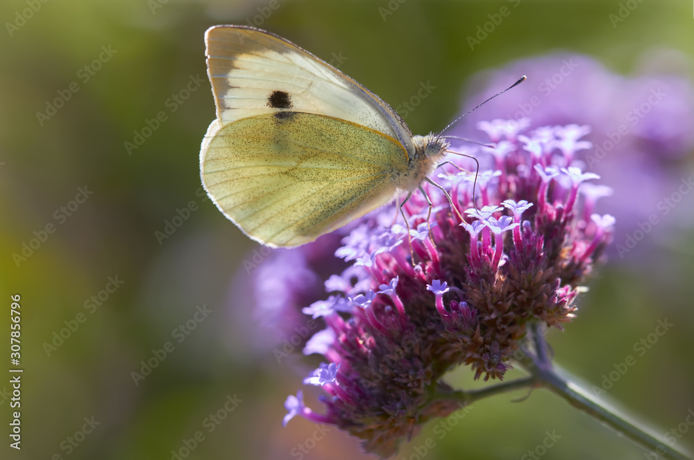 Naklejka premium Cabbage white butterfly on verbena flower