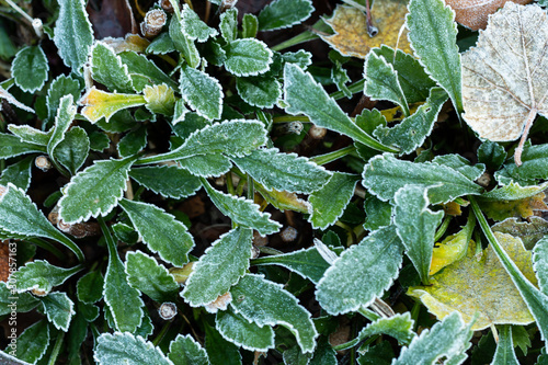 Green leaves covered with frost, winter in the garden, end of year