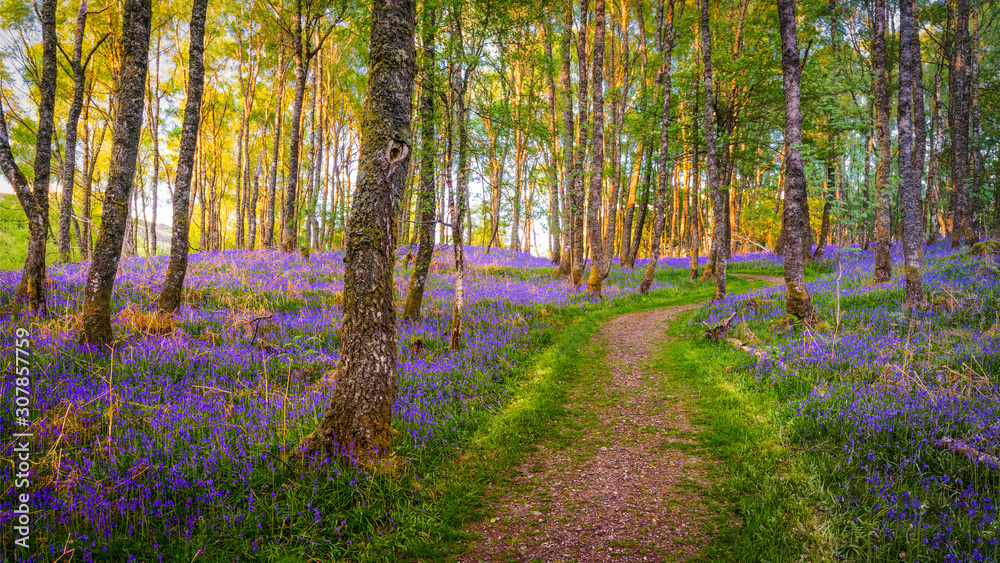Fototapeta premium Path through forest covered with bluebells