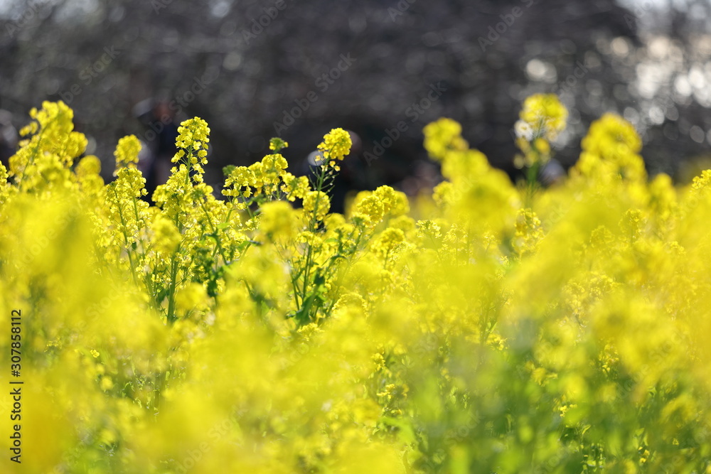 Obraz premium 菜の花の風景