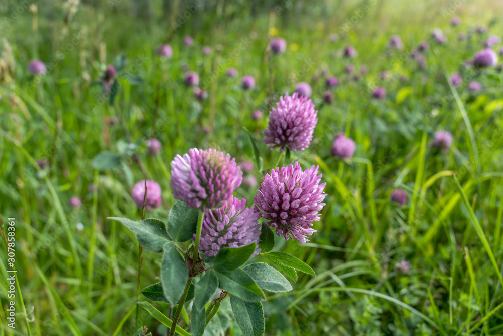 red clover flower, near Stamsund, Lofoten, Norway red clover flower, near Stamsund, Lofoten, Norway