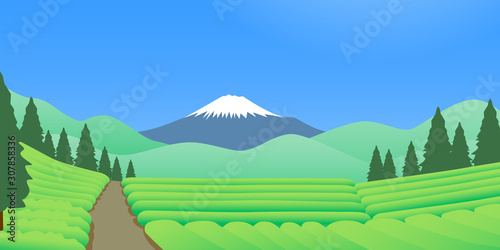 晴天の富士山を望む新茶の頃の茶畑