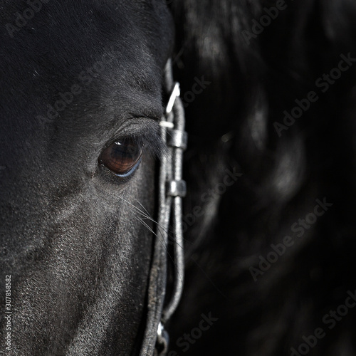 horses in the enclosure with curious eyes