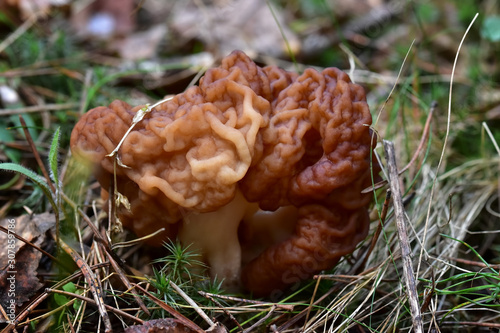 Yellow wrinkled false morel among conifers and grass close-up